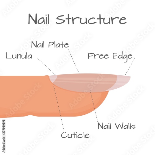 Structure of nail closeup view, medical education scheme isolated on white background. 