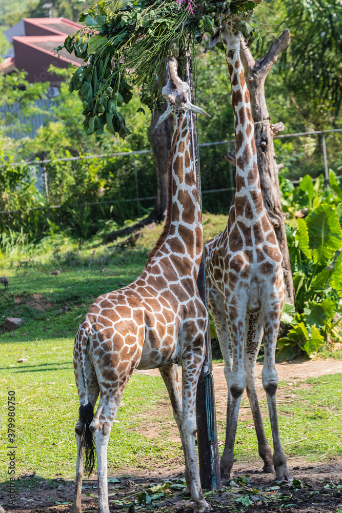 Obraz premium Zoo Kuala Lumpur, Malaysia, Animals, Birds, Reptiles