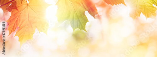 Colorful Autumn leaves on sunlight web banner or background