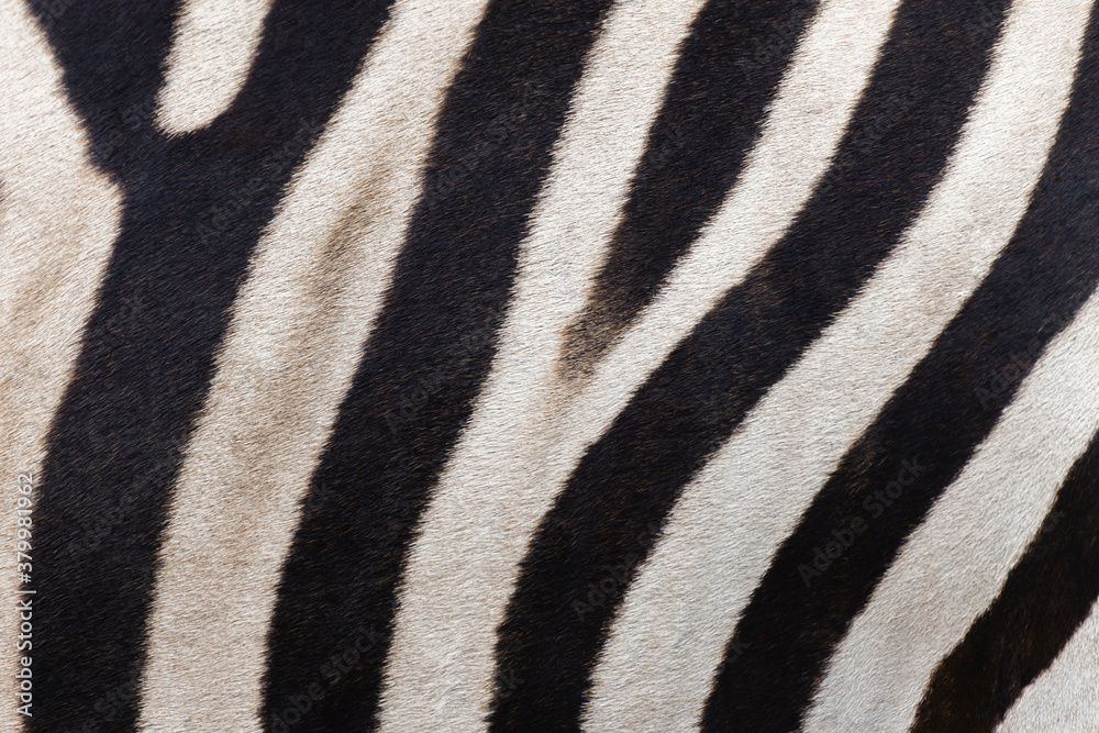 close up stripes of real zebra skin. nature wildlife animal background and texture concept. close up stripes of real zebra skin. nature wildlife animal background and texture concept.