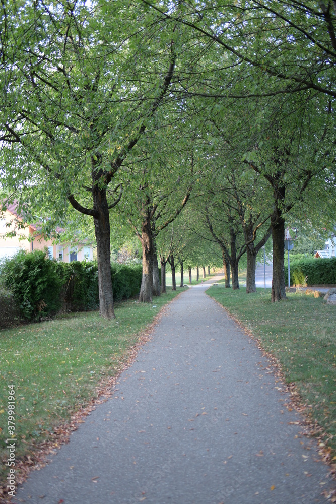 wald weg