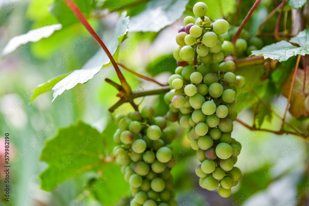bunch of grapes bunch of grapes