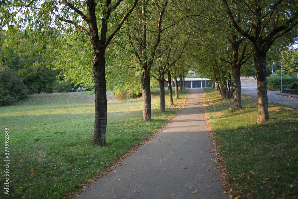 wald weg