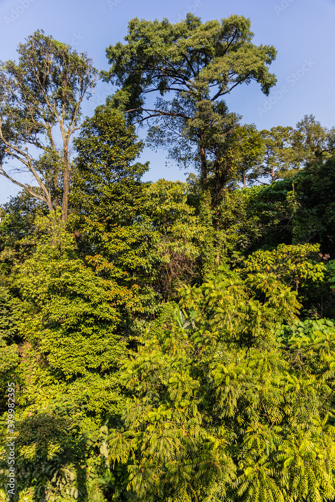 Fototapeta premium Kuala Lumpur, forest eco park