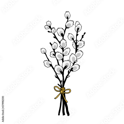 Willow branch hand drawn illustration, vector line sketch illustration isolated on white background