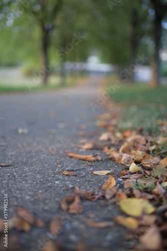 getrocknete Baumblätter fallen im Herbst auf den Boden