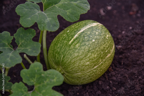 unripe melon in the garden