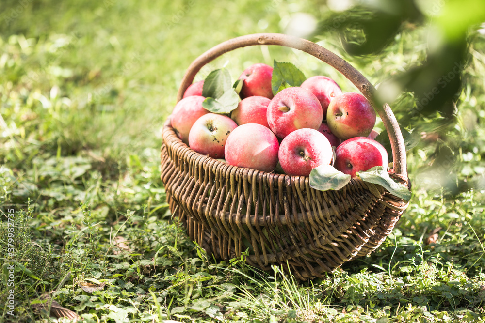 basket full of ripe apples in a garden. Apple harvest. Autumn concept basket full of ripe apples in a garden. Apple harvest. Autumn concept
