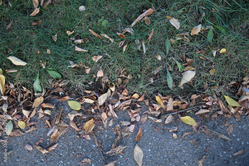 Obraz premium getrocknete Baumblätter fallen im Herbst auf den Boden