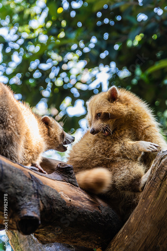 Canvas Print Kuala Lumpur, forest eco park