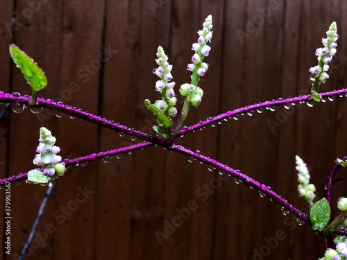 Amaranth Berry Bud with Rain dew drops