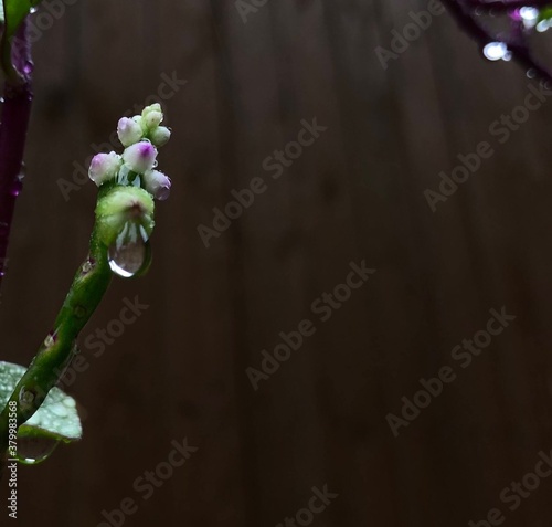 Amaranth Berry Bud with Rain dew drops