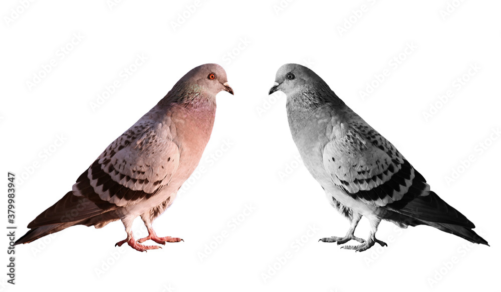 Obraz premium A couple with a symbolic kind of ring-doves birds. Two pigeons kind of ring-dove objects white isolated.