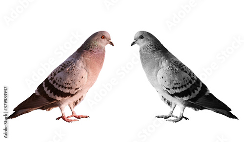 A couple with a symbolic kind of ring-doves birds. Two pigeons kind of ring-dove objects white isolated.