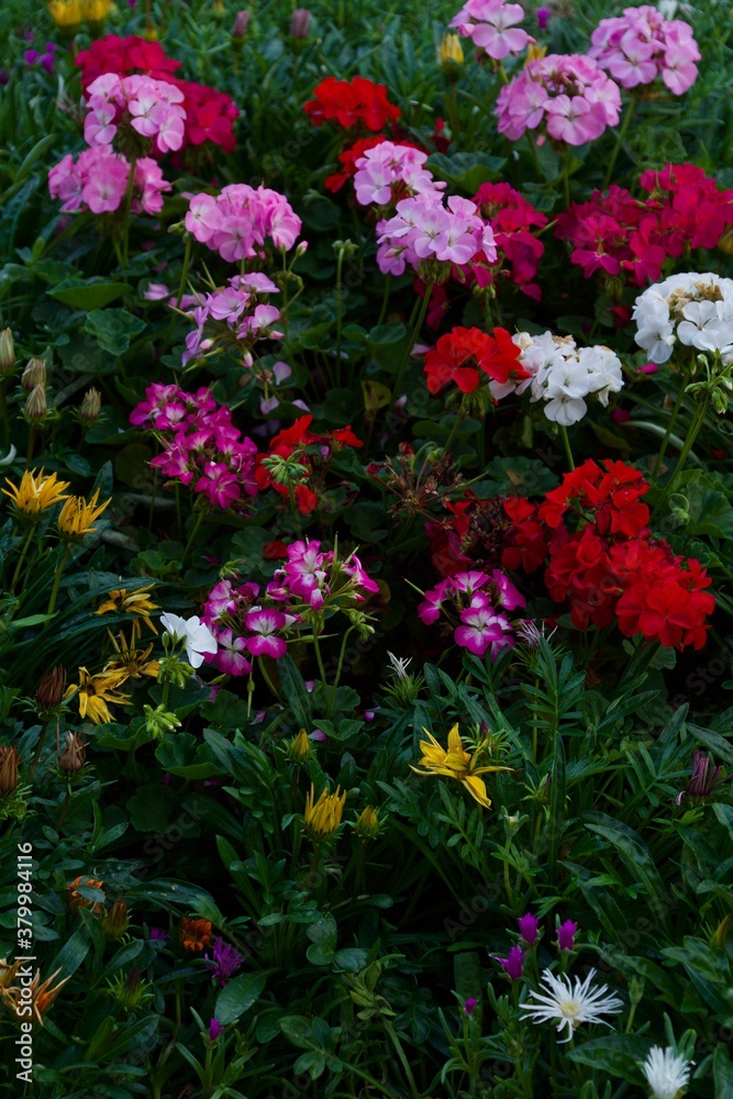 多摩川台公園の花壇の花々
晩春の花壇