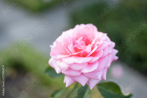 Bl  te der rosafarbenen englischen Rose