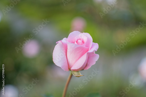 Blüte der rosafarbenen Edelrose © Julia