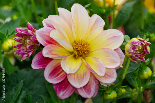 Pink and Yellow Dahlia Flower in a Garden