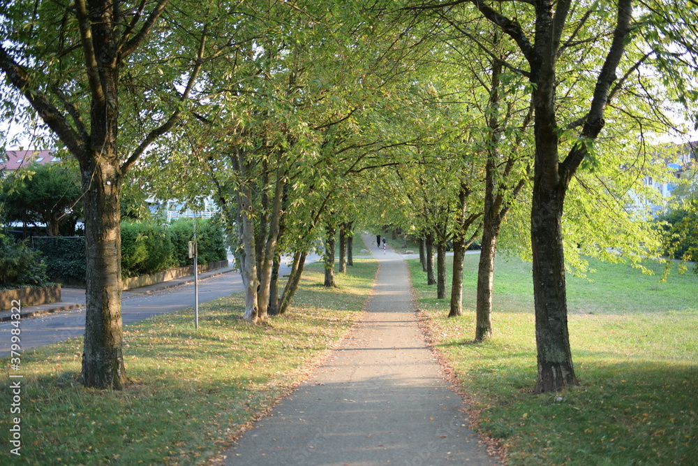 wald weg