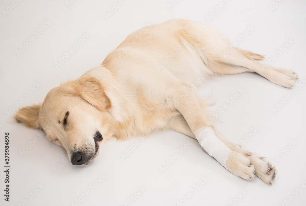 Medical examination of a white dog with hands in gloves on white background Medical examination of a white dog with hands in gloves on white background