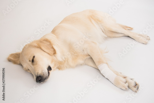 Medical examination of a white dog with hands in gloves on white background © trofalena