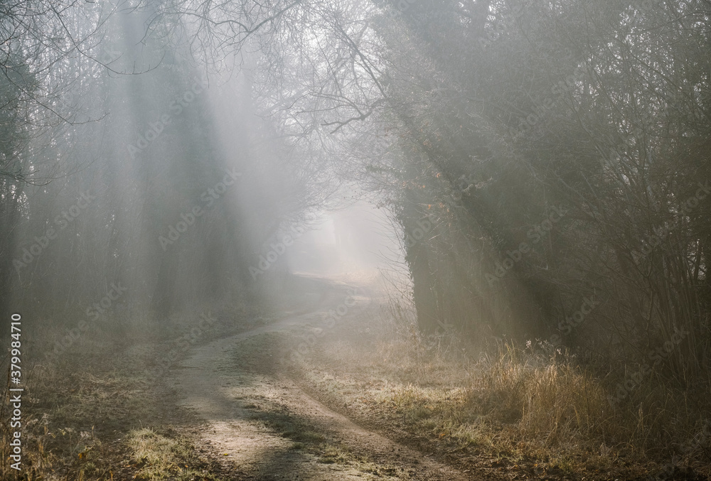 Sunlight through mist along a remote country track. Norfolk, UK. Sunlight through mist along a remote country track. Norfolk, UK.