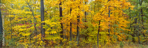 Autumn colors in a forest forested area in southern Indiana in October