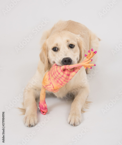 Happy and smiling Golden Retriever purebred dog laying on dog bed over white with ball toy