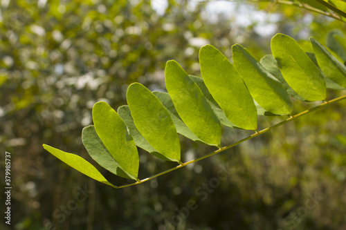 green acacia leaves on tree branch summer