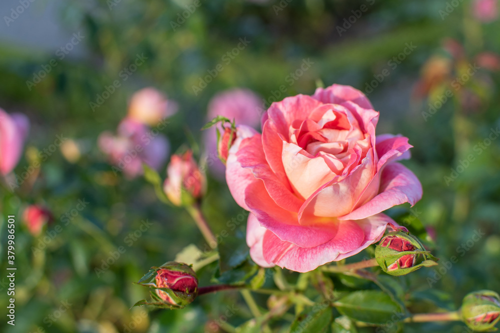 Blüten der pinkfarbenen Strauchrose mit Knospen
