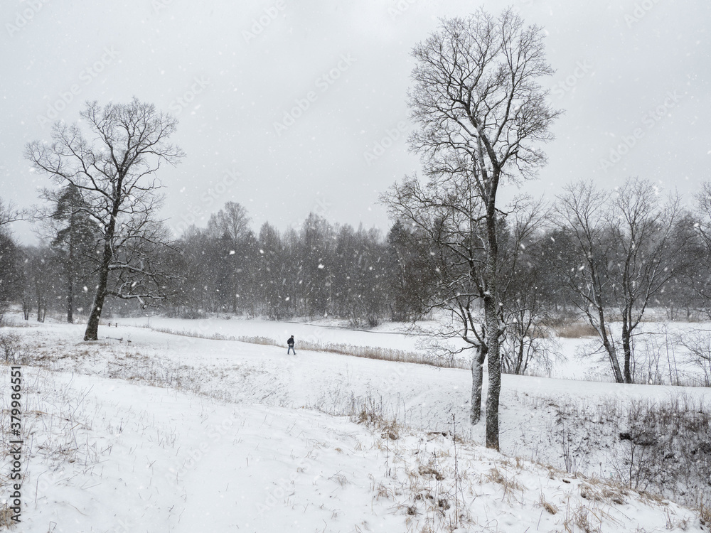 Fototapeta premium Winter park. Beautiful snow landscape with the figure of a man walking in the Park