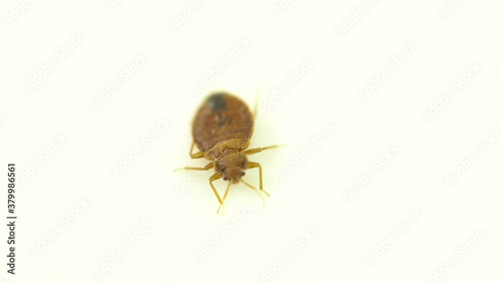 Bedbug insect parasite extreme close up on the white background. Super macro and details examination of an adult cimex lectularius bed bug trying to escape.