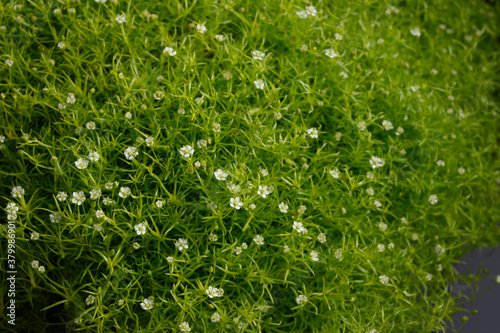 Green grass with white flowers background