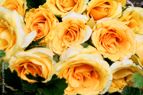 Bouquet of Yellow Roses  Fresh Natural Bouquet Close-up photos.