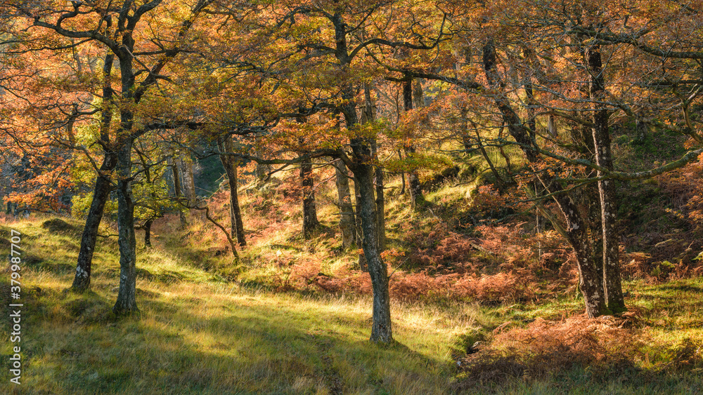Autumn Trees in the Lake District