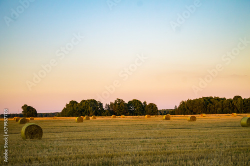 A well-dried field with haystacks