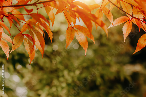 Orange autumn maple leaves on the branches copy space. © Марина Красавина