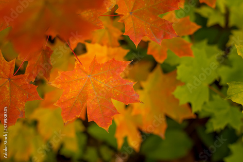 Orange autumn maple leaf on a background of green leaves copy space.