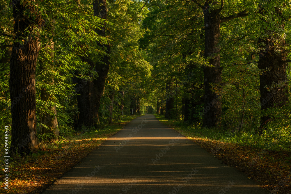Obraz premium Bike path near Nadeje pond near Hluboka nad Vltavou town in summer morning