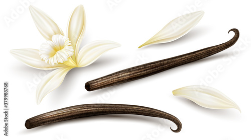 Set of Vanilla flower with dried vanilla sticks and petals. Realistic food cooking condiment. Aromatic seasoning ingredient for cookery and sweet baking, Isolated white background. Illustration. #379988768