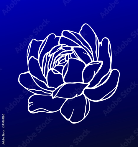 Vector white outline peony rose flower drawing silhouette floral tattoo illustration isolated on blue background .Print icon logo design for shirts,tattoos,wood cutting,embroidery,wall vinyl decal