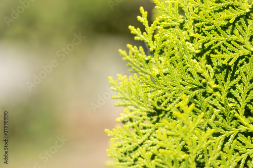 Leave of Chimese Orientali, Platycladus Orientalis, pine tree, christmas tree. Leaf background and texture with copy space. photo