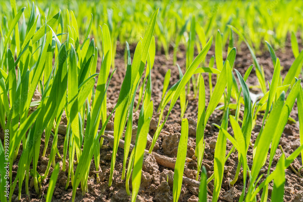 Vibrant green grass close up. Selective focus. High quality photo