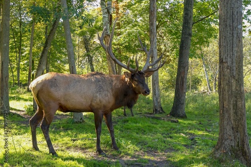 Wallpaper Mural Elk wapiti in the rut. Natural scene from conservation area. Torontodigital.ca