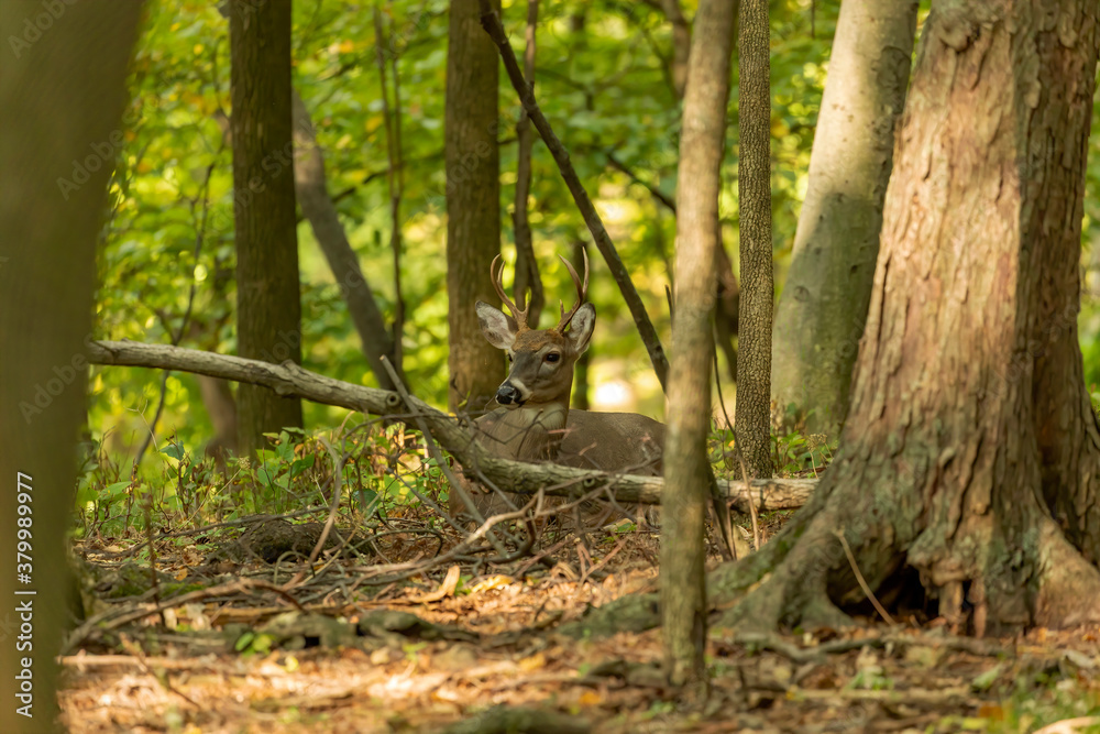 The white-tailed deer in the autumn forest The white-tailed deer in the autumn forest