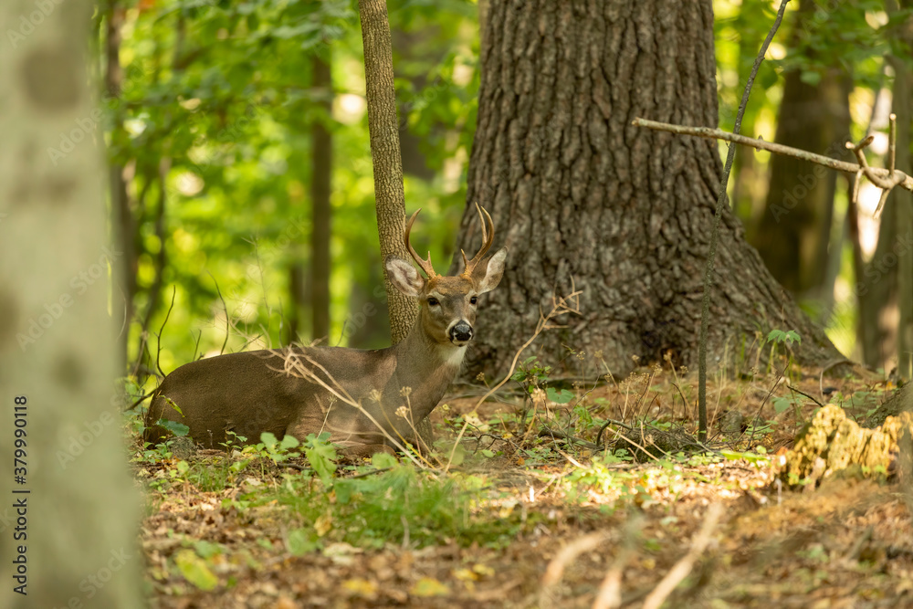 The young white-tailed deer in the forest The young white-tailed deer in the forest