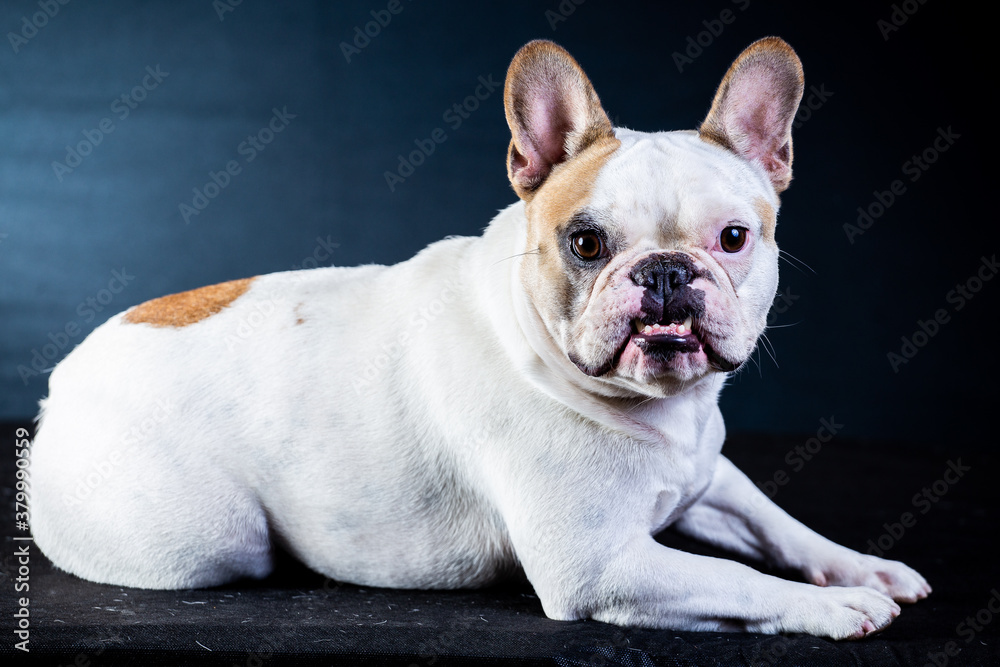 dog, bulldog pet