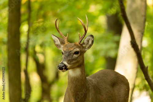 The young white-tailed deer in the forest