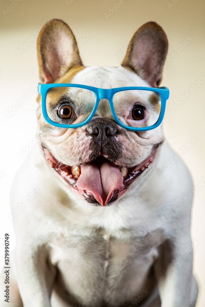 french bulldog puppy wearing glasses