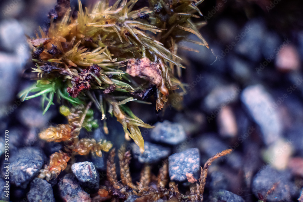 Green moss macro photography, forest floor nature background. Green plants close up wallpaper background. Lichen pattern forest floor, green moss macro texture for design. Green moss macro photography, forest floor nature background. Green plants close up wallpaper background. Lichen pattern forest floor, green moss macro texture for design.